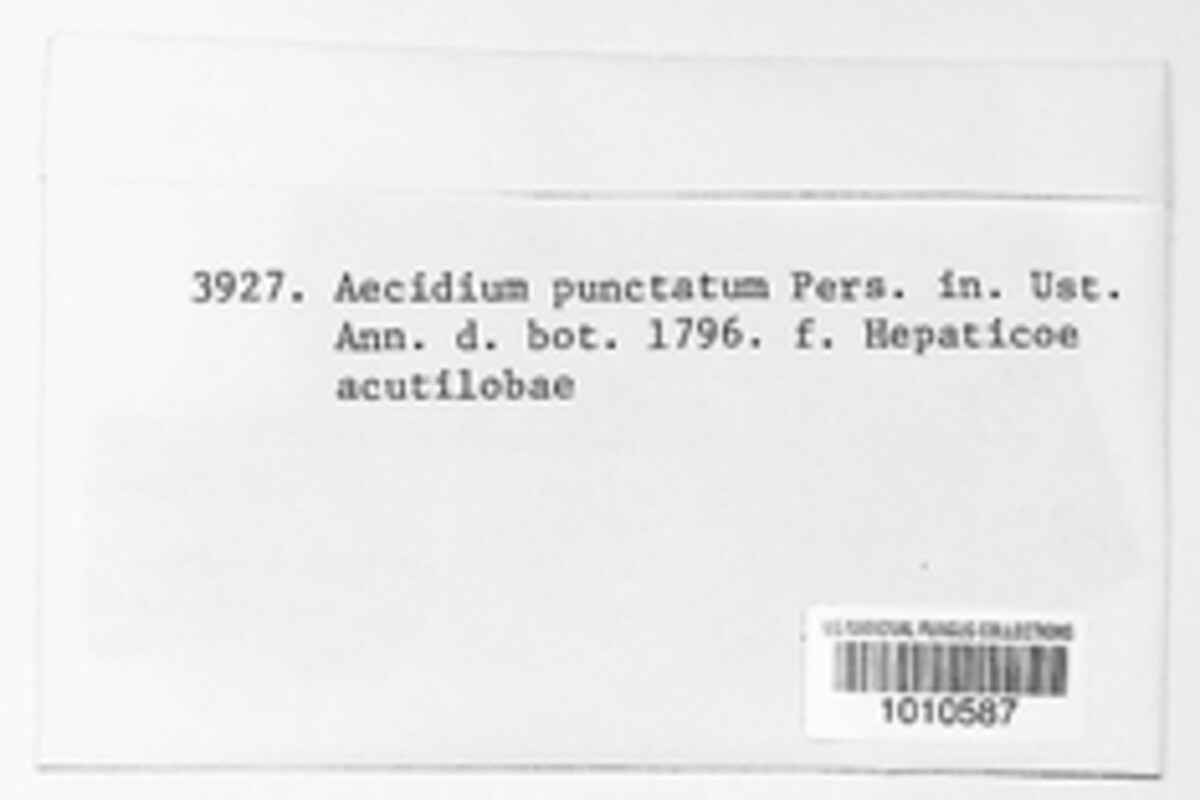 Aecidium punctatum image